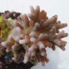 Acropora-echinata ‚tyrkysová‘