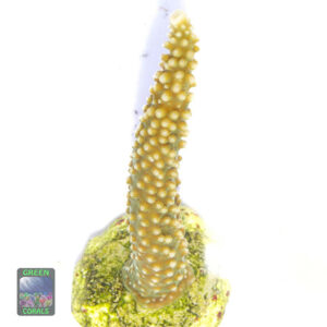 Acropora muricata 'groen'