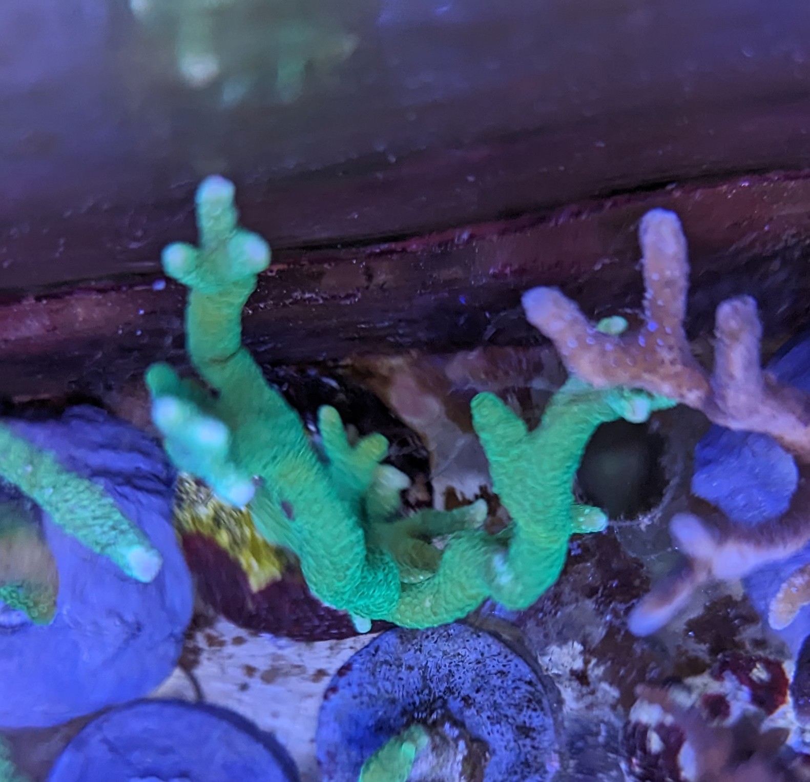 Acropora microlados blau-rot (M)